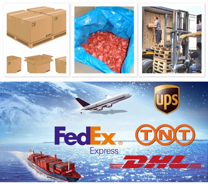 OEM Welcome Hot Sale Freeze Dried Kiwi FD Kiwi