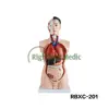 High Quality Medical Male Torso model 85cm educational model 19 parts human torso