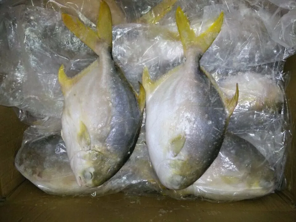 Frozen Fresh Gold Pomfret In The Best Price Buy Gold Pomfret,Frozen