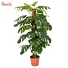 Artificial Subtropics Climate and Medium size monster deliciosa LEAF variegata Variegated Philodendron greenhouse
