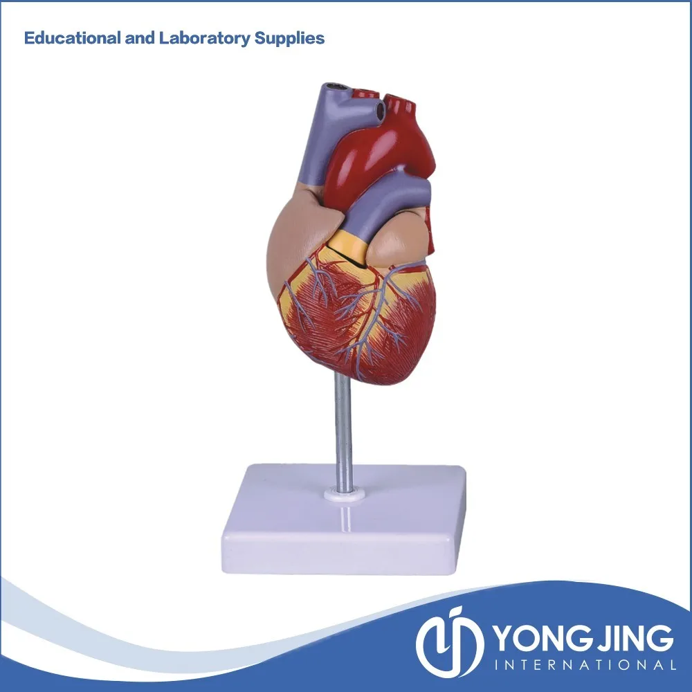 Life Size Human Heart Model For Education - Buy Human Heart Model,Human ...