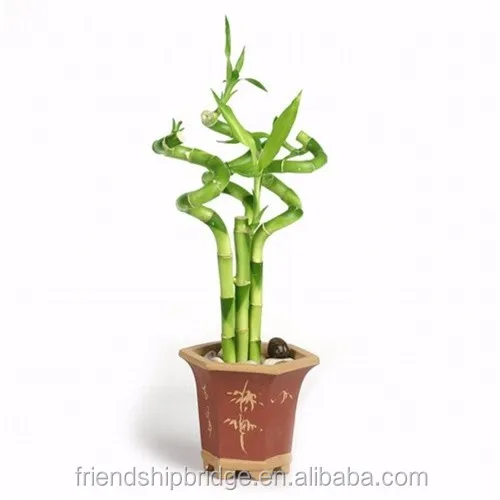 Nursery Direct Good Quality Spiral Shape Dracaena Sanderiana Lucky Spiral Shape Dracaena Sanderiana Lucky