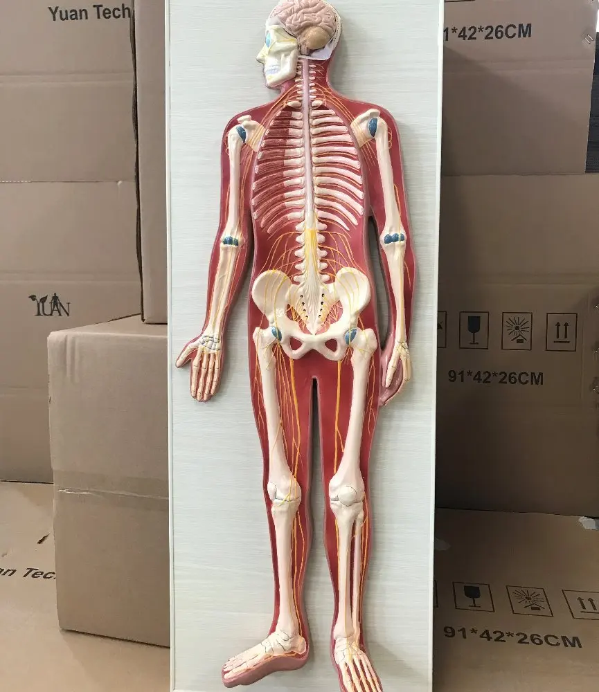 Ya/n011 Anatomical Model Of Human Nervous System Nervous System Model