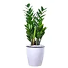 Ornamental plant bonsai Zamioculcas zamiifolia Money tree