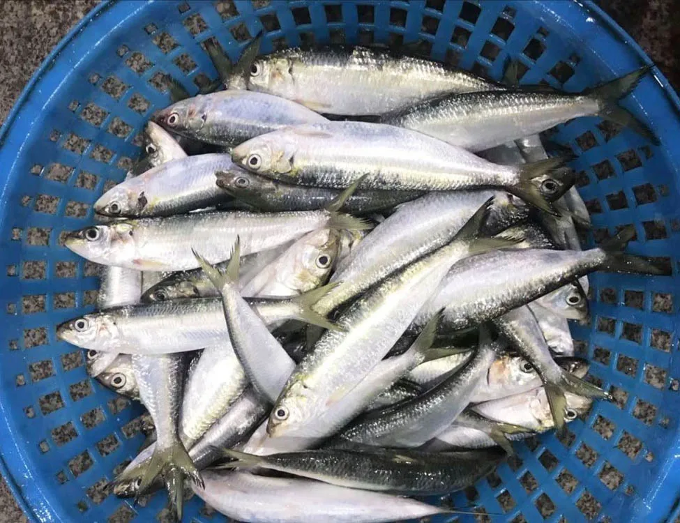 Frozen Fresh Sardines For Bait On Sale Buy Frozen Fresh Sardines