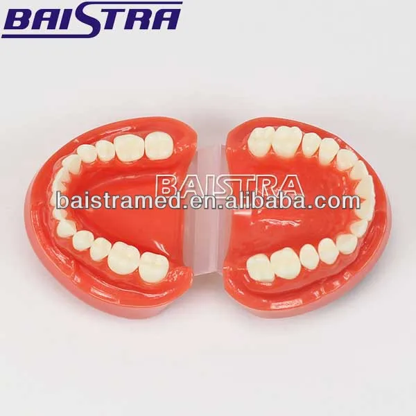 dental study model