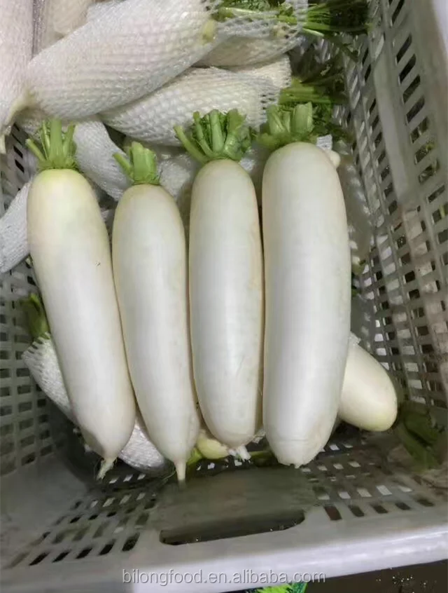 white radish 1