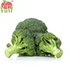 New Crop Fresh Broccoli