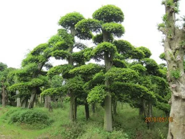 Bonsai Pohon Buah Gambar Indah Semua Bentuk Luar Bonsai  Pohon  Ulmus Pumila Buy 