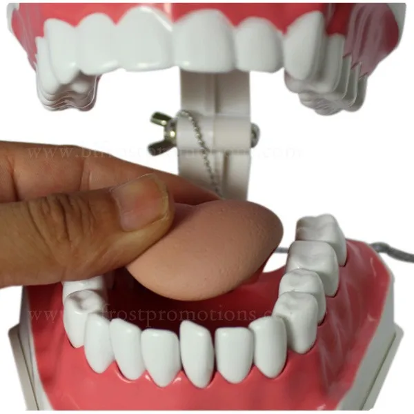 BP72054-3w dental jaws human teeth model