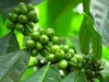 /product-detail/green-ethiopian-coffee-bean-60395567027.html
