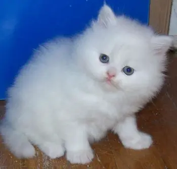 persian kitty for sale