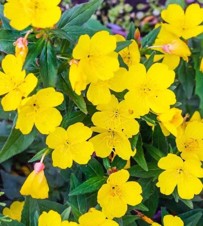 Evening primrose oil soft gelatin capsule