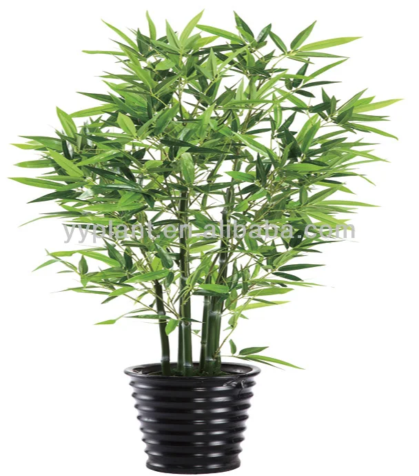 hot sell factory price bamboo bamboo lucky bamboo