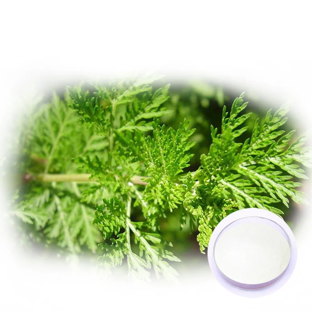 hot sale artemisa annua extract arteannuin sweet wormwood