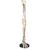 Big adult leg bone with blood vessel