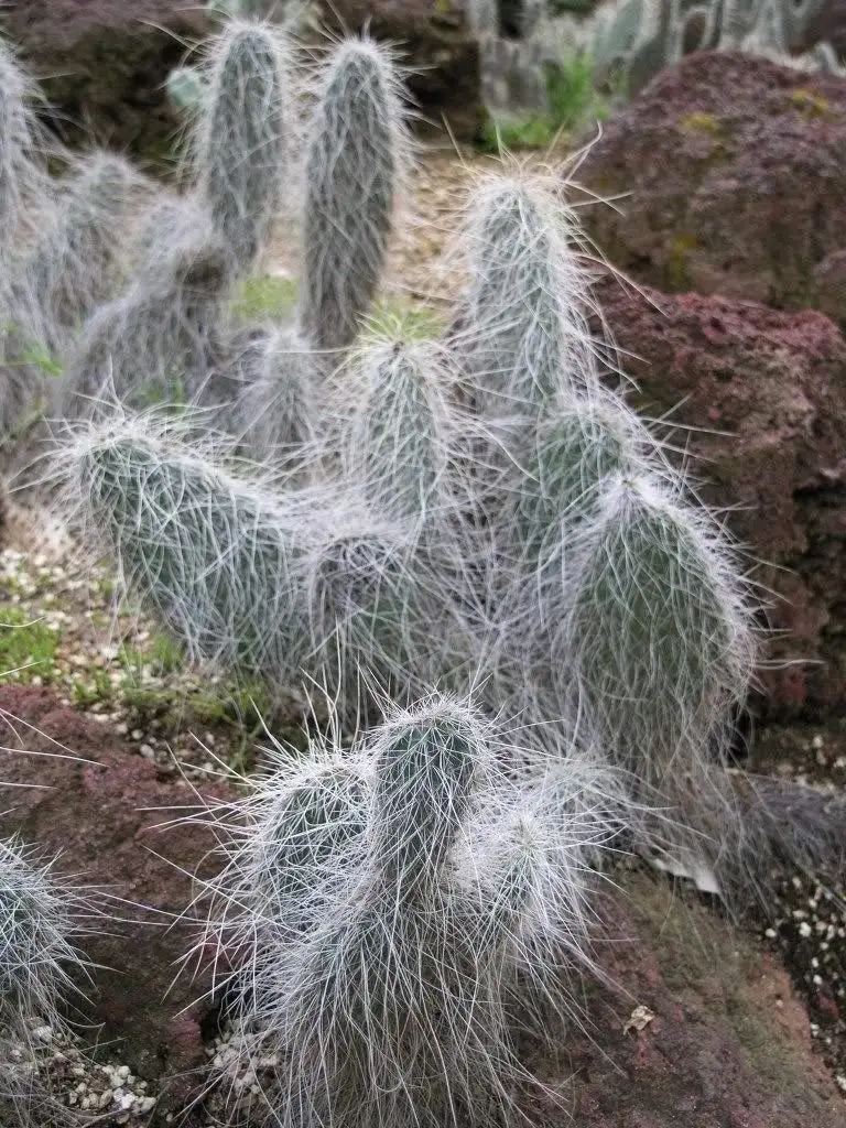 14.0. Opuntia erinacea ursina GRIZZLY BEAR PRICKLY PEAR CACTUS Seeds. 