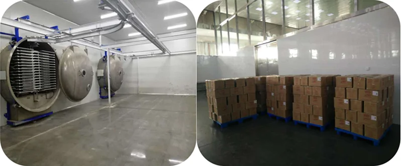 Halves Walnut Kernel/ walnut without shell/butterfly walnut kernel China Xinjiang dry nuts