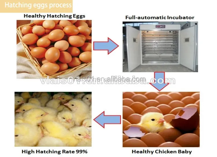 Automatic egg incubator price in kerala