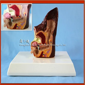 R 生物教育解剖動物耳モデル犬病気と健康耳モデル Buy 犬 3d モデル 犬耳 耳解剖モデル Product On Alibaba Com
