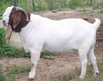Kualitas Hidup Boer Kambing Saanen Kambing Askanian Kambing Buy Ternak Hidup Dan Kambing Untuk Dijual Product On Alibaba Com