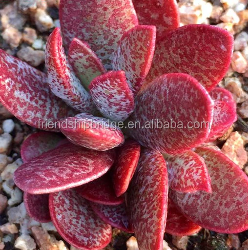 Adromischus Marianiae 3.jpg
