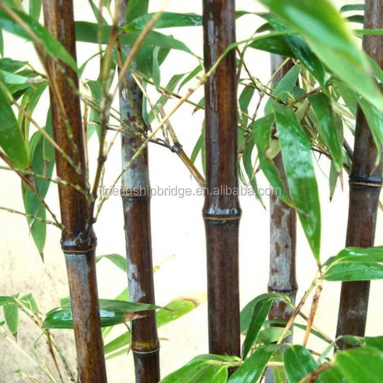 竹苗 Buy 竹苗 竹苗 竹苗保育園 Product On Alibaba Com 竹苗 Buy 竹苗 竹苗 竹苗保育園 Product On Alibaba Com