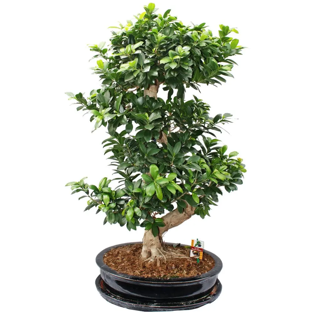 Home Decor Plants Small Ficus Microcarpa Bonsai Buy Home