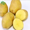 Fresh chinese holland potatoes supplier in China