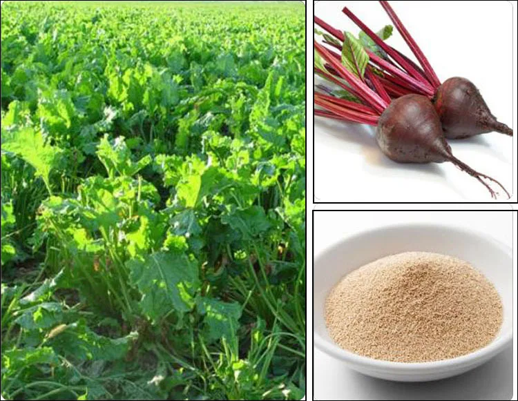 Bakery Instant Dry Yeast Fermentation,Dried Yeast Bread,Baking Yeast