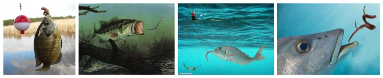 bluegill-caught on-a-worm