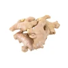 top quality best sell fresh dried power ginger new crops market price