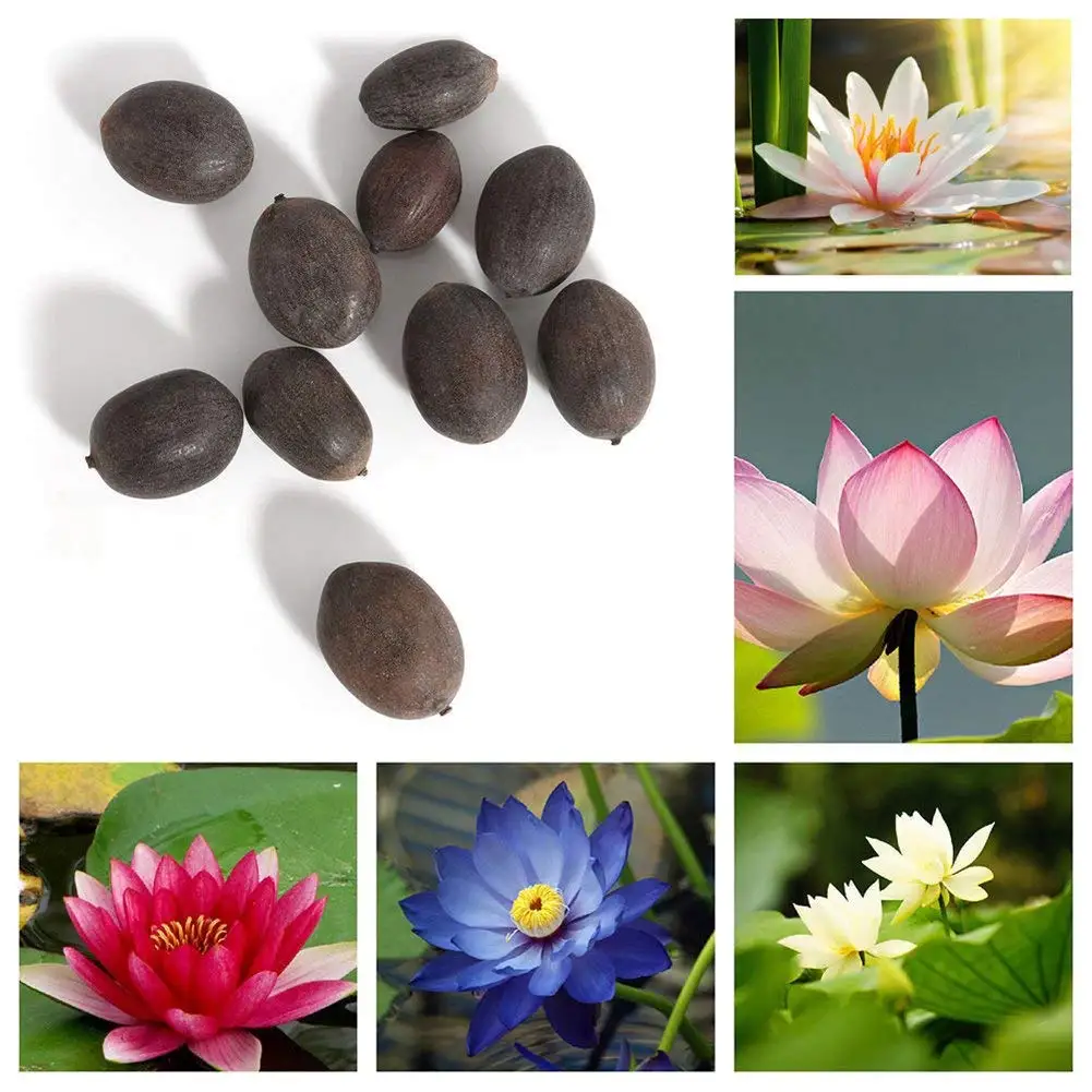 Buy Trenton 10pcs Water Lotus Flower Plant Bowl Pond Bonsai Seeds For Home Garden Yard Decor Mixed Color In Cheap Price On M Alibaba Com