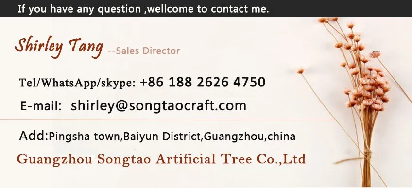 shirley tang .jpg