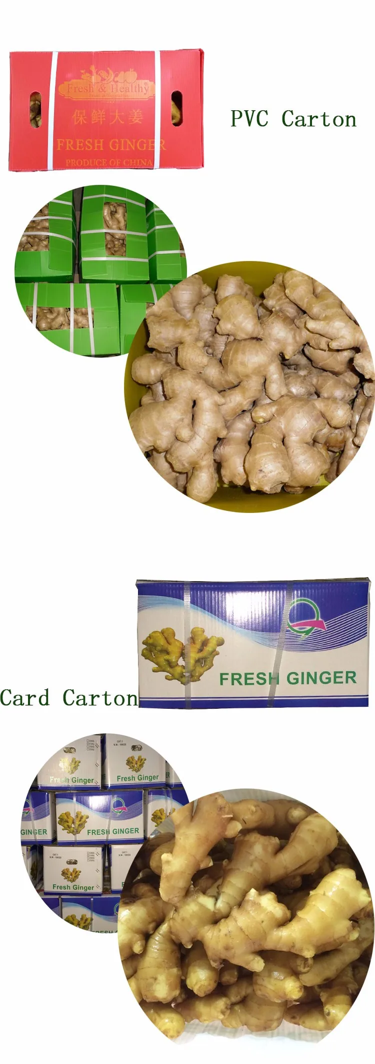 Fresh Style and Organic Cultivation Fresh Ginger