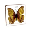 Real Sasakia Charonda Butterfly Resin Specimen Paperweight Biological Learning Resources School Teaching Tool Various Choice