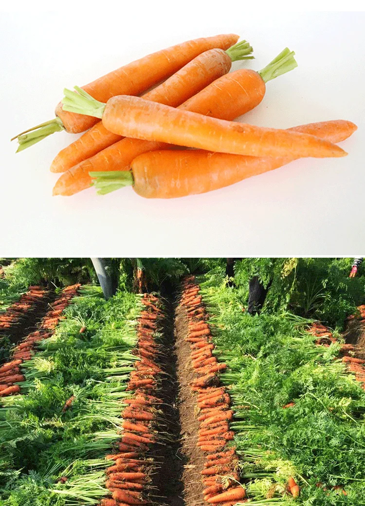 Wholesale Organic Fresh Carrots Best Price Yellow Cropped Carrots Direct From China