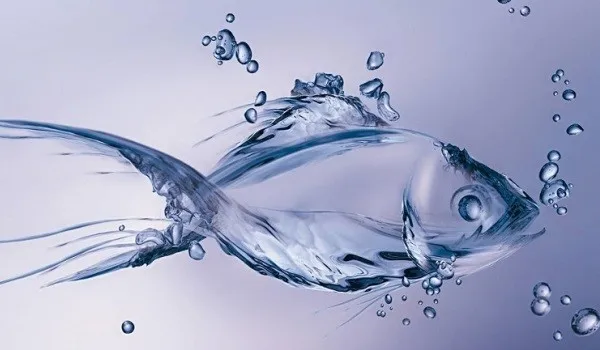 fish collagen type i