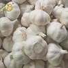 High quality fresh garlic hot selling