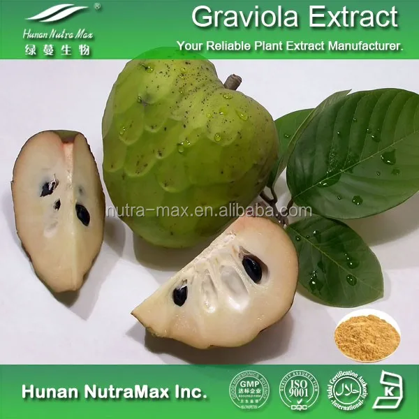 Natural China Supplier Soursop Graviola Fruit Extract Powder 4 1 5 1 10 1 Buy Graviola Fruit Extract Powder Soursop Extract Graviola Fruit Powder Product On Alibaba Com