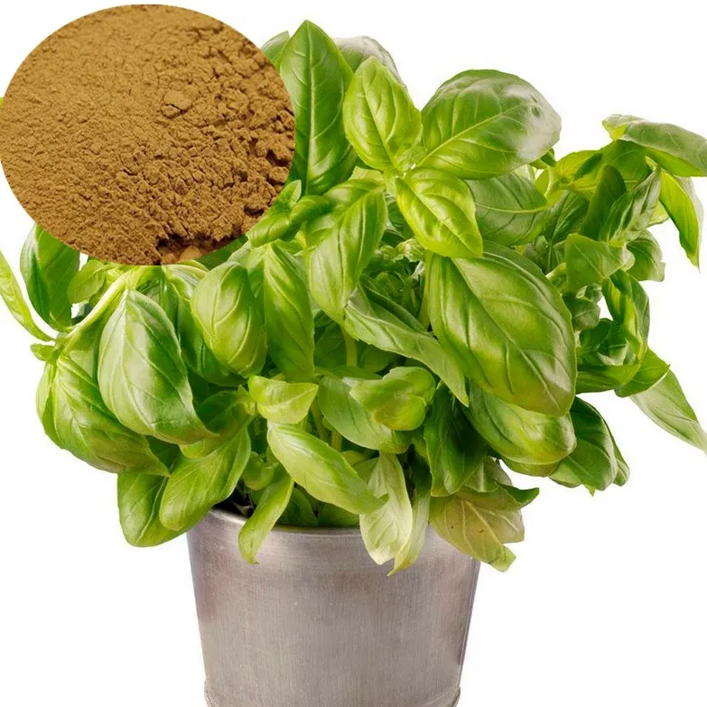 100 Natural Plant Volatile Oil Holy Basil Leaf Extract Buy Basil