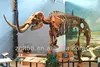 /product-detail/fiberglass-life-size-mammoth-large-dinosaur-skeleton-sculpture-1241776074.html
