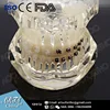 2017 new dental model boxes OEM
