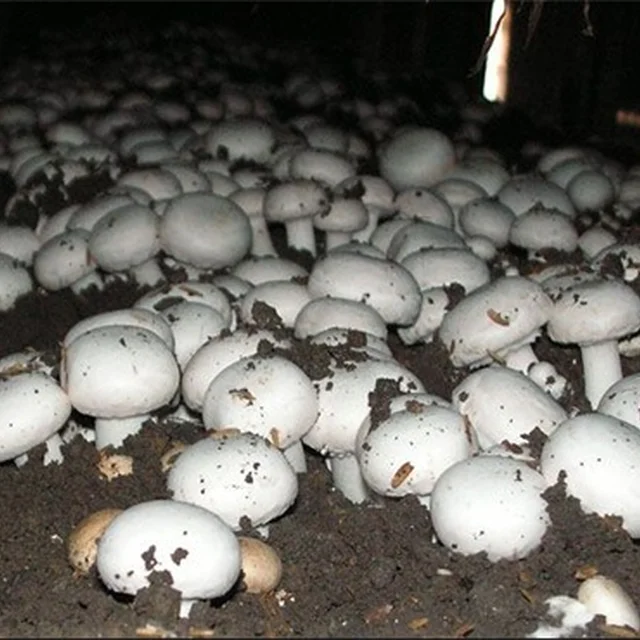 milky mushroom price