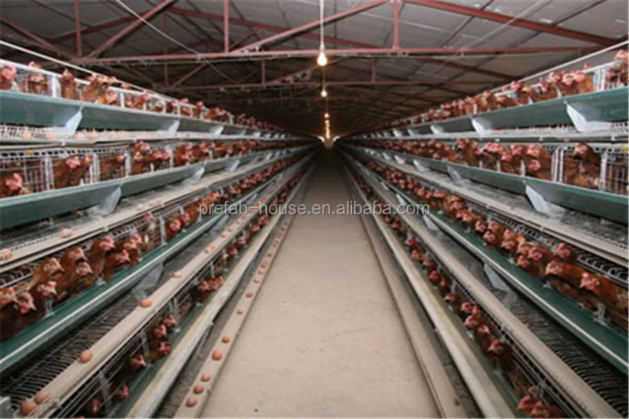 Prefabricated greenhouse light steel structure fabrication building for poultry farm shed