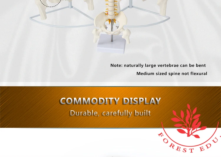 8 Anatomical model spine.jpg
