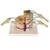 Vertebral and partial spinal cord model