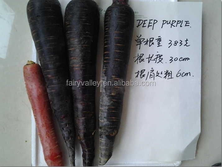 Sementes De Cenoura Roxa Preta Super Hibrida Alta Qualidade Sementes Para Cultivo Roxo Ginseng Buy Hibridas De Sementes De Cenoura Cenoura Semente Preta Sementes De Cenoura Product On Alibaba Com