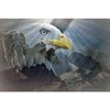 5d Diamond Painting Cross Stitch Eagle Full Square Round Wall Art Decor Needlework Craft Diamond Embroidery