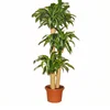 pot plant three in one Dracaena Fragrans